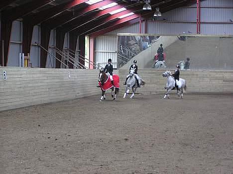 Anden særlig race Silver Star - mig og silver i midten . billede 5