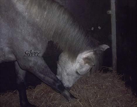 Anden særlig race Silver Star billede 7