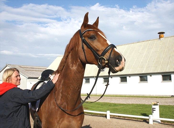 Dansk Varmblod Mi Amor (Solgt) billede 1