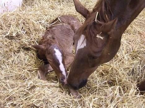 Dansk Varmblod Mi Amor (Solgt) - Nyfødt (: Mor hilser lige på sønnen billede 4