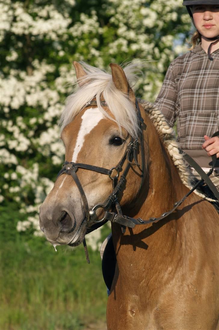 Haflinger Spunk/Aron DØD - spunks dejlige hovde foto: miq mk-foto billede 1