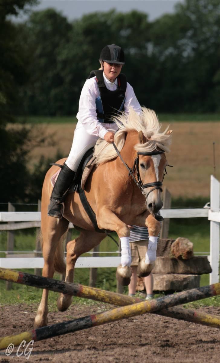 Haflinger Spunk/Aron DØD - ld volde spring med mig på vi blev nr 3 han var bare skøn det første stævne  billede 2