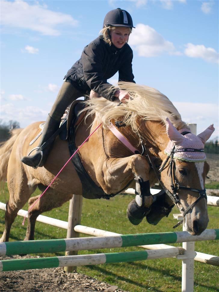 Haflinger Spunk/Aron DØD - spunk og karoline springer  billede 4