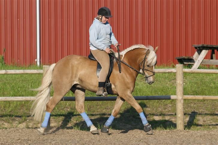 Haflinger Spunk/Aron DØD - dressur med mig på foto julie n her inde fra hehe  billede 6