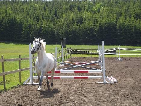 Connemara Julius - Solgt - Her løsspringer han - den dejlige basse. Læg mærke til den super flotte natur vi nyder på Hinnerup Ridecenter. billede 16