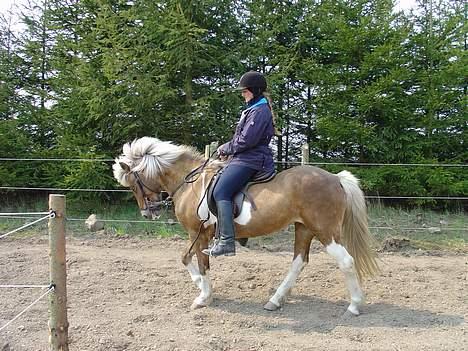 Islænder Drottning fra Hólum billede 12