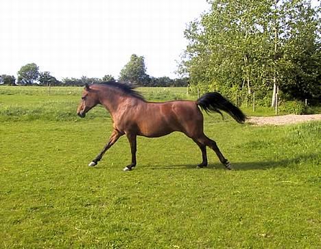 Sportsaraber (A) SAH/OX Aiwonka billede 7