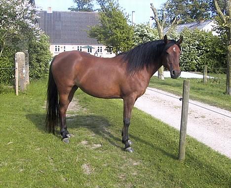 Sportsaraber (A) SAH/OX Aiwonka billede 8