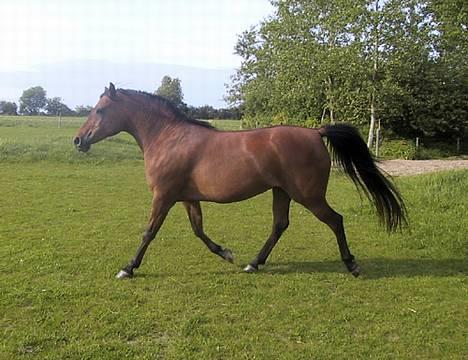 Sportsaraber (A) SAH/OX Aiwonka billede 9