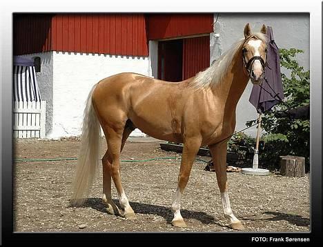 Palomino Lysgaards Bazar (solgt) - Bazar`s far Millenium billede 14