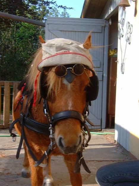 Shetlænder Herkules - Er man sej eller? billede 15