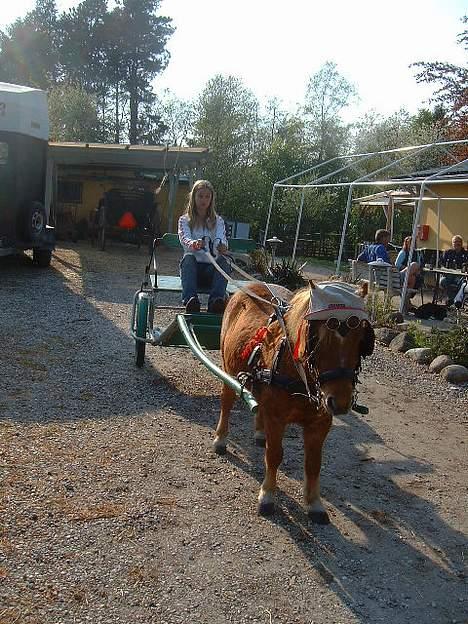 Shetlænder Herkules - Så er vi klar til en tur billede 16