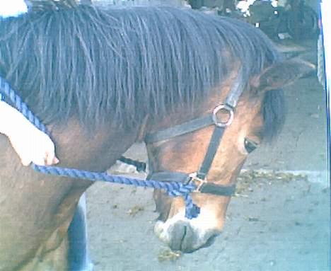 New Forest Starlight - Det kan jeg også godt finde ud af.. billede 1