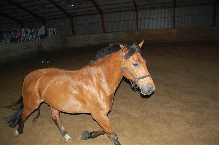 New Forest Enggaardens Frej - enggaardens frej billede 1