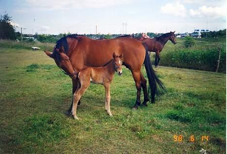 Anden særlig race (¯`v´¯)Chablis(efterlys) - Her står jeg med min mor billede 1