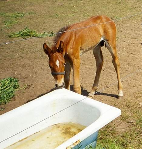 Anden særlig race (¯`v´¯)Chablis(efterlys) - Skulle lige smage på badekaret ADD billede 4