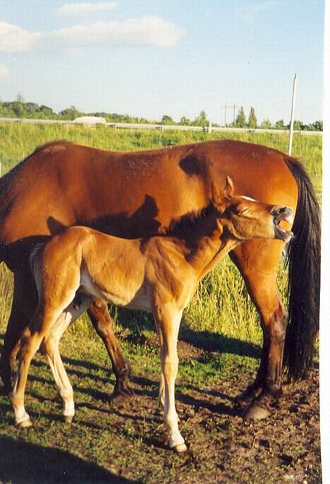 Anden særlig race (¯`v´¯)Chablis(efterlys) - AHHH tog mig lige en gaber billede 5