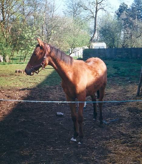 Anden særlig race (¯`v´¯)Chablis(efterlys) - Her står jeg og ser på traileren hente mig og Ram billede 7