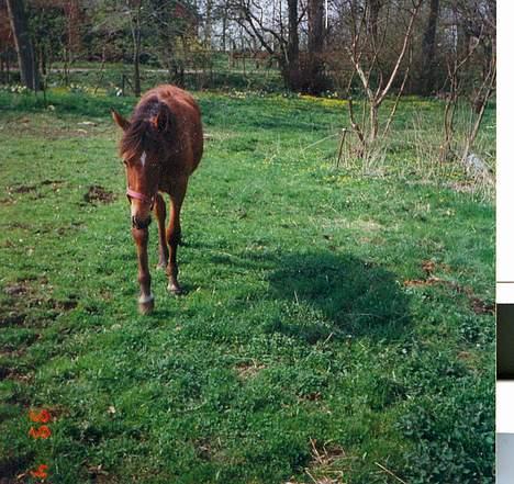 Anden særlig race (¯`v´¯)Chablis(efterlys) - Her står JEG på græs billede 8