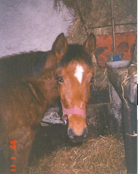 Anden særlig race (¯`v´¯)Chablis(efterlys) - Her står jeg i spilletov kunne ikke få boks(optaget) billede 9