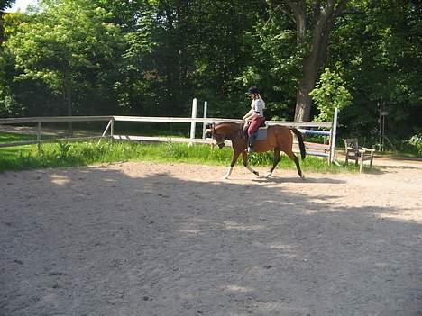 Arabisk fuldblod (OX)  ox"Sienna"  solgt - en super lækker pony ;).. vi rider dresurr  billede 18