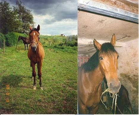 Anden særlig race (¯`v´¯)Chablis(efterlys) - Første står jeg på græs med Ram bagved mig ande med min mor + mig billede 12