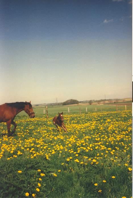 Anden særlig race (¯`v´¯ )Malou(efterlyses) - Dette er min første galop på marken billede 3