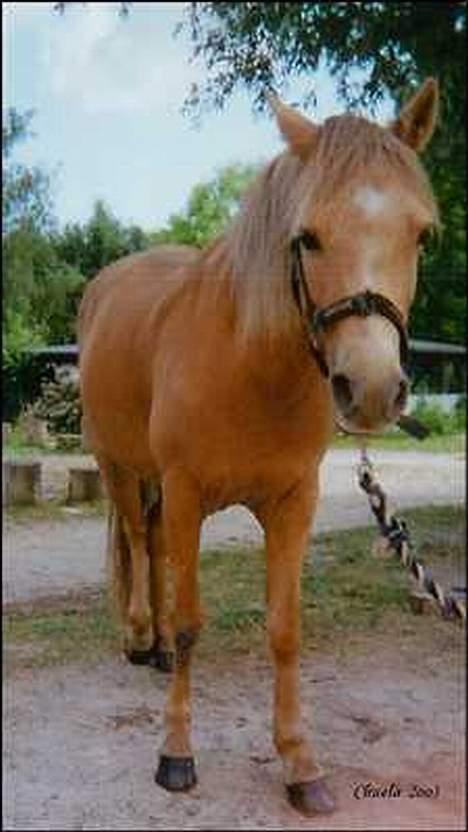 Welsh Pony (sec B) Chuela <33 billede 9