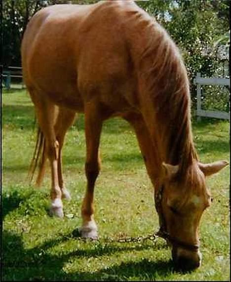 Welsh Pony (sec B) Chuela <33 billede 10