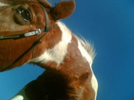 Pinto sara - sara igen igen .. ; )  billede 2