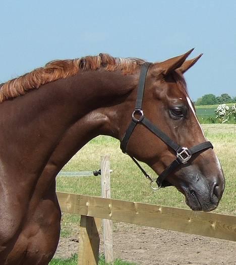 Hannoveraner Davina R.I.P <3 - Smukke Davina <3 billede 1