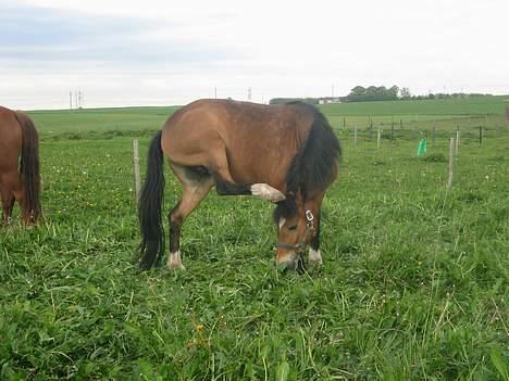 New Forest Donna NF 1758 - Mærkelige Donna. =) billede 7