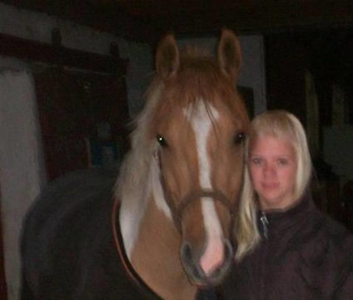 Pinto Stald Poppels Gentleman  - Sidste dag sammen med Gentleman :/ billede 18