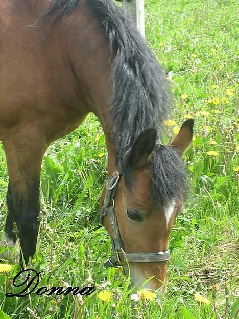 New Forest Donna NF 1758 - Hun er så smuk <3 billede 8