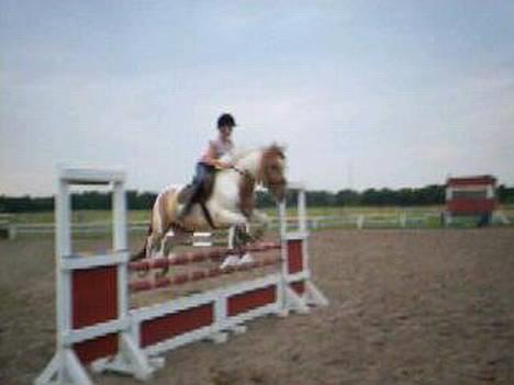 Pinto Stald Poppels Gentleman  - Taget fra video - lidt over 1 meter. billede 19