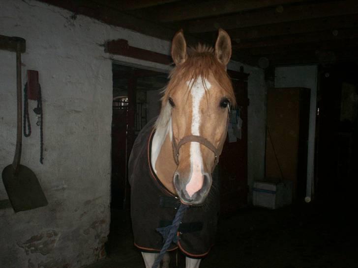 Pinto Stald Poppels Gentleman  - Sidste dag, savner ham virkelig meget :/ billede 20