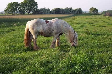 Irish Cob Basse Blue Eye <3  - Basse har selfølgelig lige rullet sig da jeg vil tage billeder! billede 3