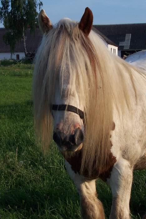 Irish Cob Basse Blue Eye <3  - Basse på fold! billede 4