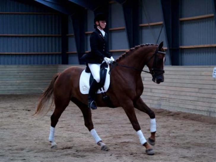 Hannoveraner Davina R.I.P <3 - galop og fuld firspring! (: dette billede er fra Davinas føste stævne. billede 2