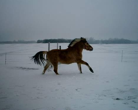 Fjordhest Xena † - en løber tur i sneen..  billede 11