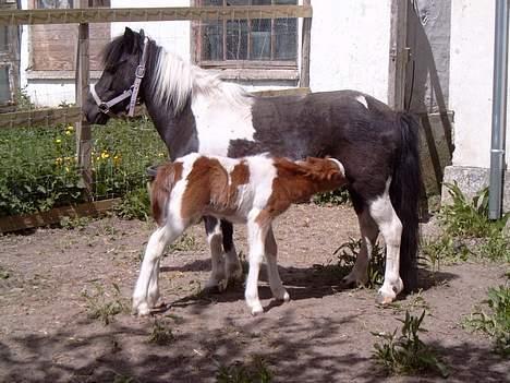 Pinto bounty - Føl 2006 Quattro`s Brilliant billede 5