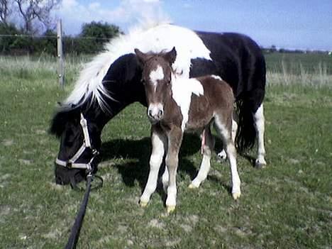 Pinto bounty - Føl 2005 Quattro`s Quality Star billede 6