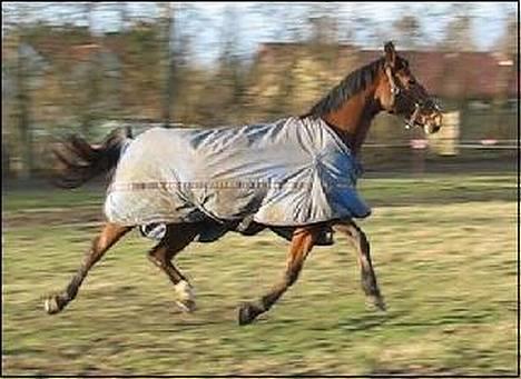 Oldenborg Fie <33 † - I Believe I Can Fly <33 Vilddyret på Syge fold :) Mandag den 5 Februar . 2007 efter en uges boks ro . billede 9