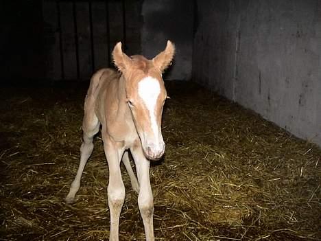 Palomino Lysgaards Diva billede 2