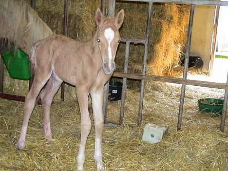 Palomino Lysgaards Diva billede 4