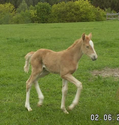 Palomino Lysgaards Diva billede 5
