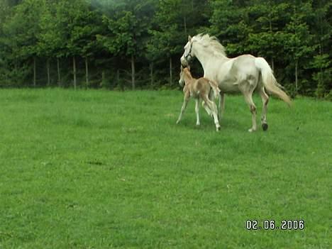 Palomino Lysgaards Diva billede 8