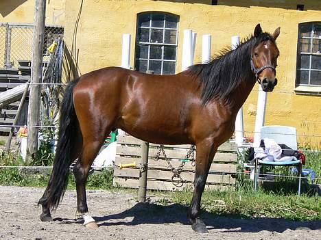 Anden særlig race Farmens Lucky Star  - Ej, nu gider jeg altså ikk mere..:b billede 16