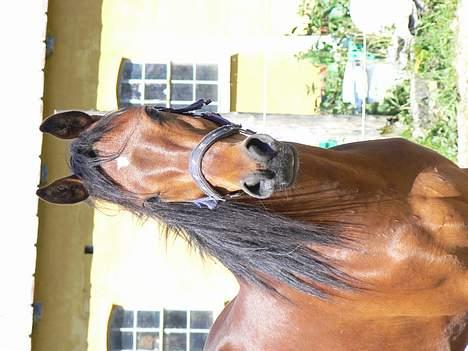 Anden særlig race Farmens Lucky Star  - dejlige dreng..:P billede 17