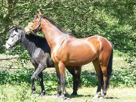 Anden særlig race Farmens Lucky Star  - Lucky star og Jackpot = venner<3 billede 18